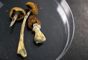 Psilocybin for depression