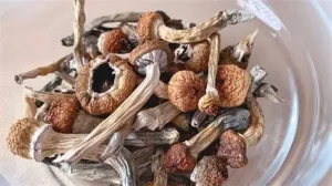 Psilocybin Microdosing