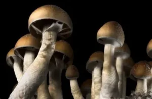 psychedelic mushrooms