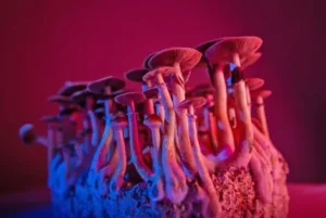 psychedelic mushroom