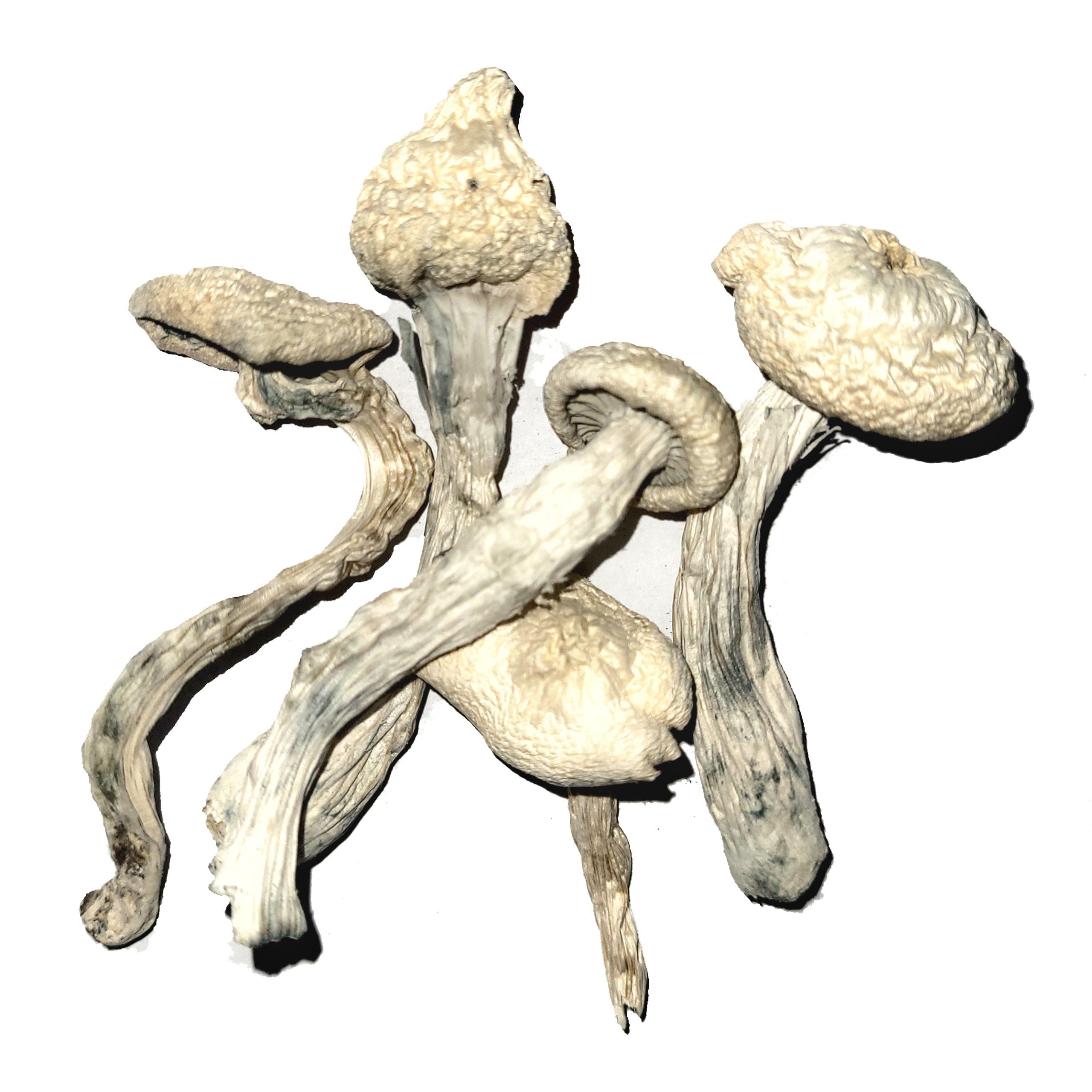 functional mushrooms